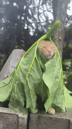 Awesome Zen GIF