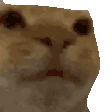 Awkward Cat Sticker