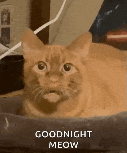 Aww Aww Cute GIF