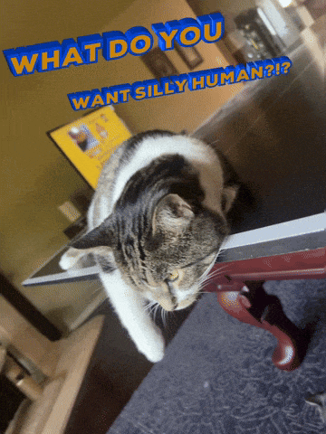 Aww Cute Aww Thanks GIF