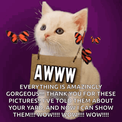 Awww Awwww GIF