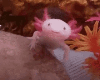 Axolot Cute GIF