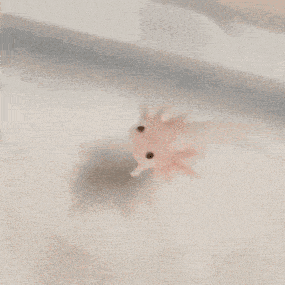 Axolotl Baby GIF