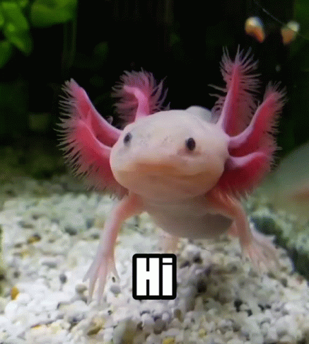 Axolotl Hi GIF