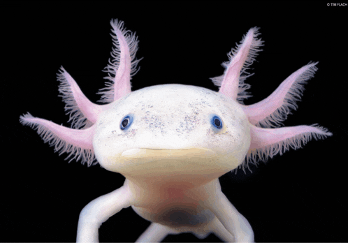 Axolotl Meme