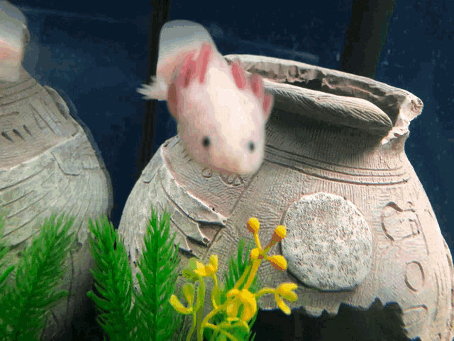 Axolotl Minecraft GIF