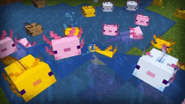 Axolotl Minecraft Meme