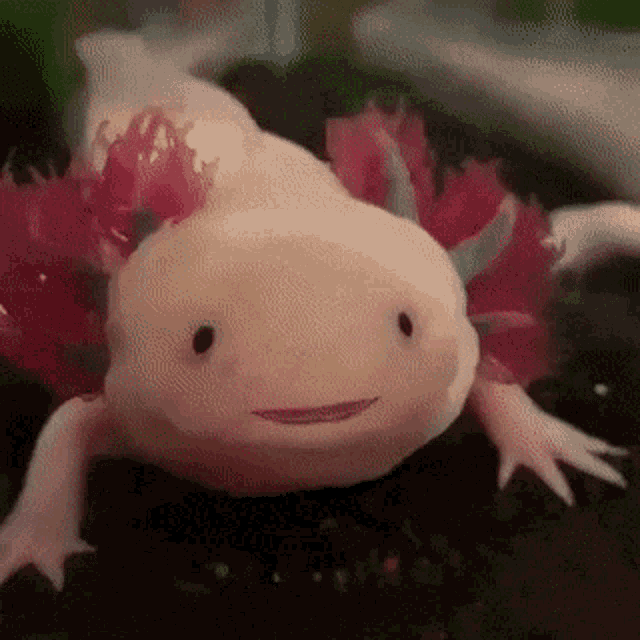 Axolotl Opening Wide GIF