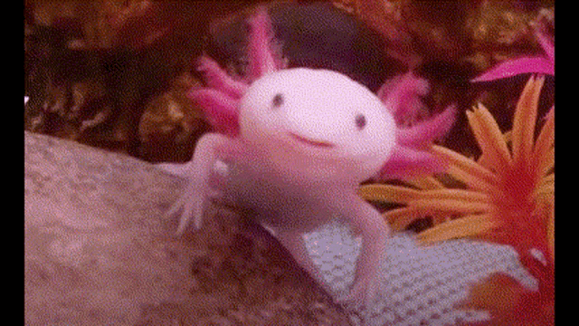 Axolotl Pop Cat GIF
