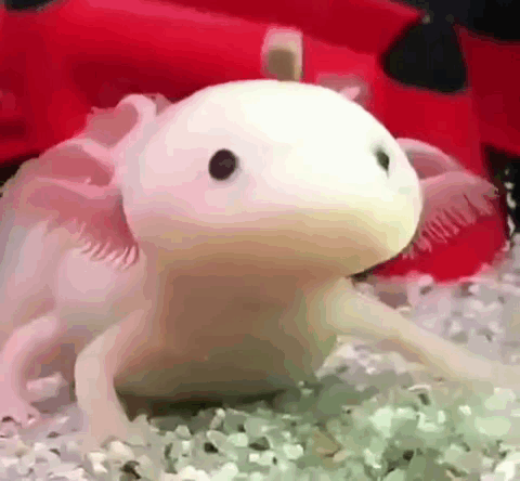Axolotl Silly Axolotl GIF