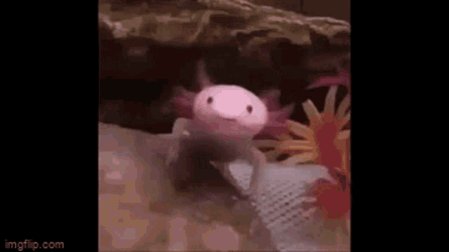 Axolotl Yawn GIF