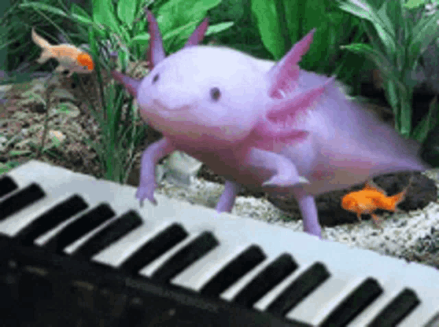 Axotl Min GIF