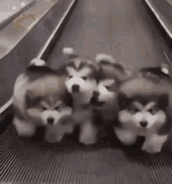 Aye Cute GIF