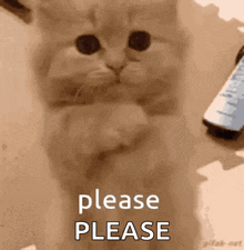 Ayra GIF