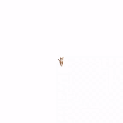 Azzou Orange Cat GIF