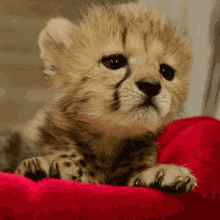 Bébé Tifre 2 GIF