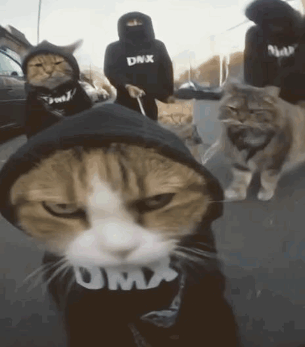 Babsb Cat GIF