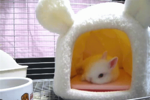 Baby Animals GIF