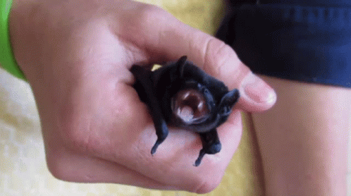 Baby Bat Bat GIF