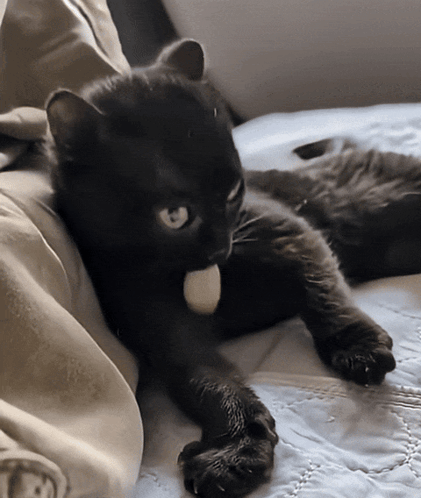 Baby Corn Cat GIF
