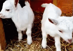 Baby Goat GIF