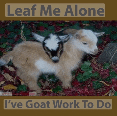 Baby Goat Goat Images Meme