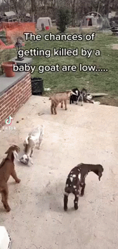 Baby Goat Goat Murder GIF