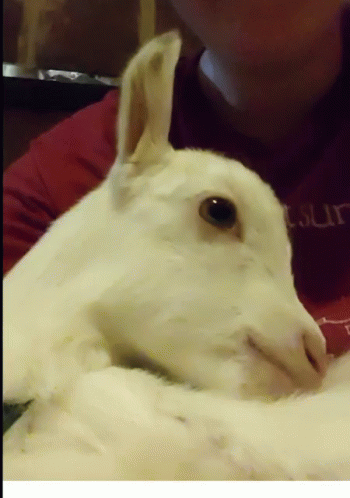 Baby Goat GIF