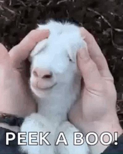 Baby Goat Surprise GIF