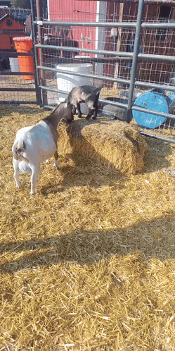 Baby Goats Zoomies GIF