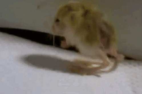 Baby Jerboa Pixelrot GIF