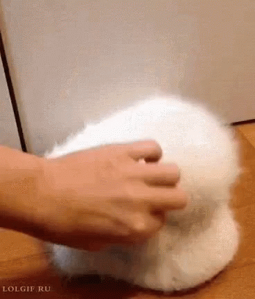 Baby Owls Animals GIF