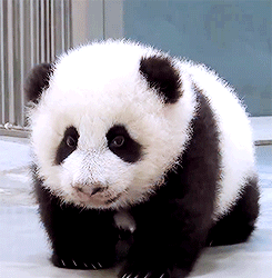 Baby Panda Just Wants To Cuddle!! GIF