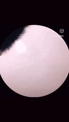 Baby Raccoon Dancing Animal GIF