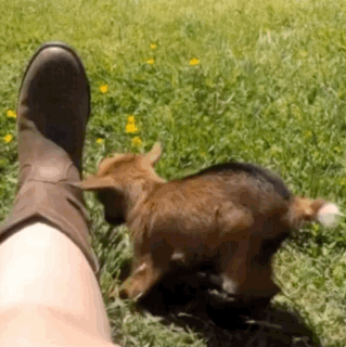 Babygoat Baby Goat GIF