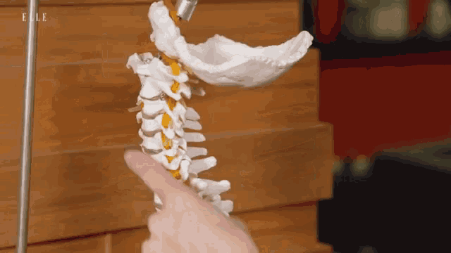 Backbone Spinal Column GIF