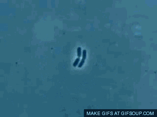 Bacteria Biology GIF