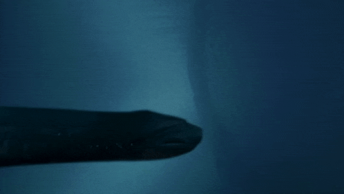 Bad Movies Rule Bmr GIF