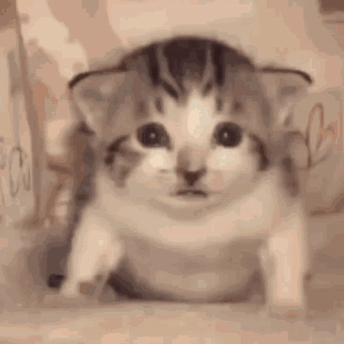 Baffled Cat GIF