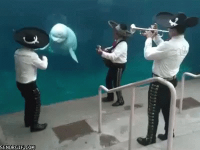 Bailando GIF