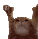 Baile Gato Sticker