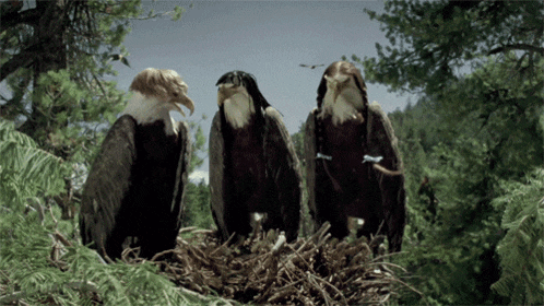 Bald Eagles GIF