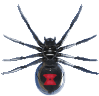 Balenciaga Spider Sticker
