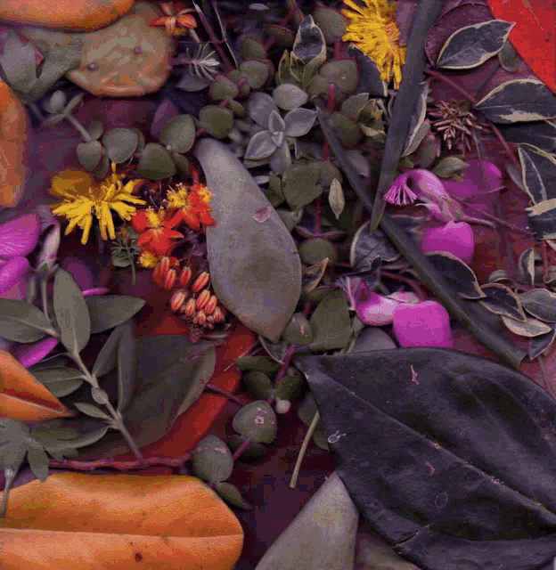 Balendis Plants GIF