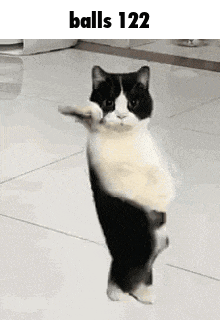 Balls 122 GIF