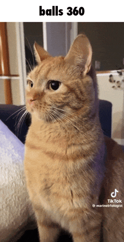 Balls 360 GIF