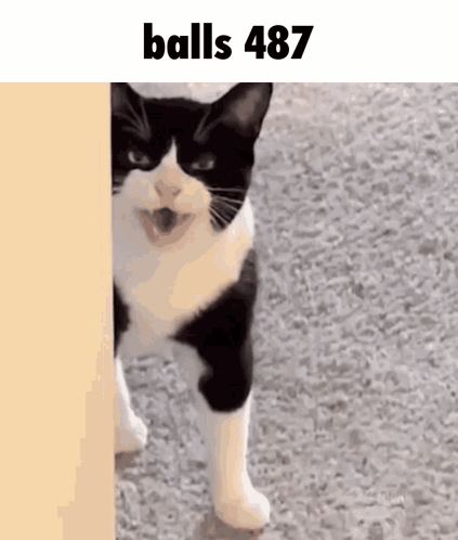 Balls 487 GIF