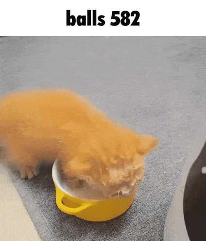 Balls 582 GIF