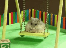 Balthazar Balancoir GIF