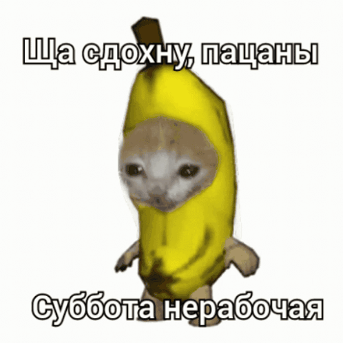Banana Cat Gromycat GIF. This 498 x 498 animated GIF is part of our original nyan cat collection. Related themes include banana, cat. Created by Gromycat…